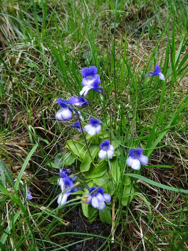 Pinguicula leptoceras  (Lamiales - Lentibulariaceae)